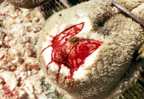 mulesed-lamb.jpg