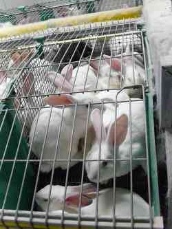 lapin-cage-petition.jpg